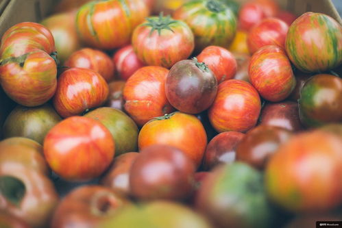 番茄 农产品 食品 蔬菜 水果 收获 美食摄影图片图片壁纸 美食摄影图片图片壁纸